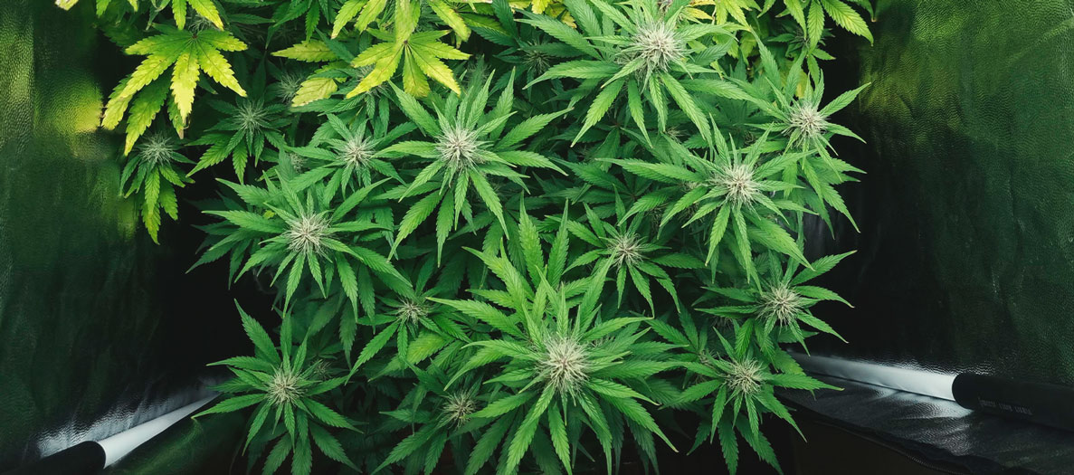 Purple Queen Automatic Grow Report Purple Queen Automatic Grow Report