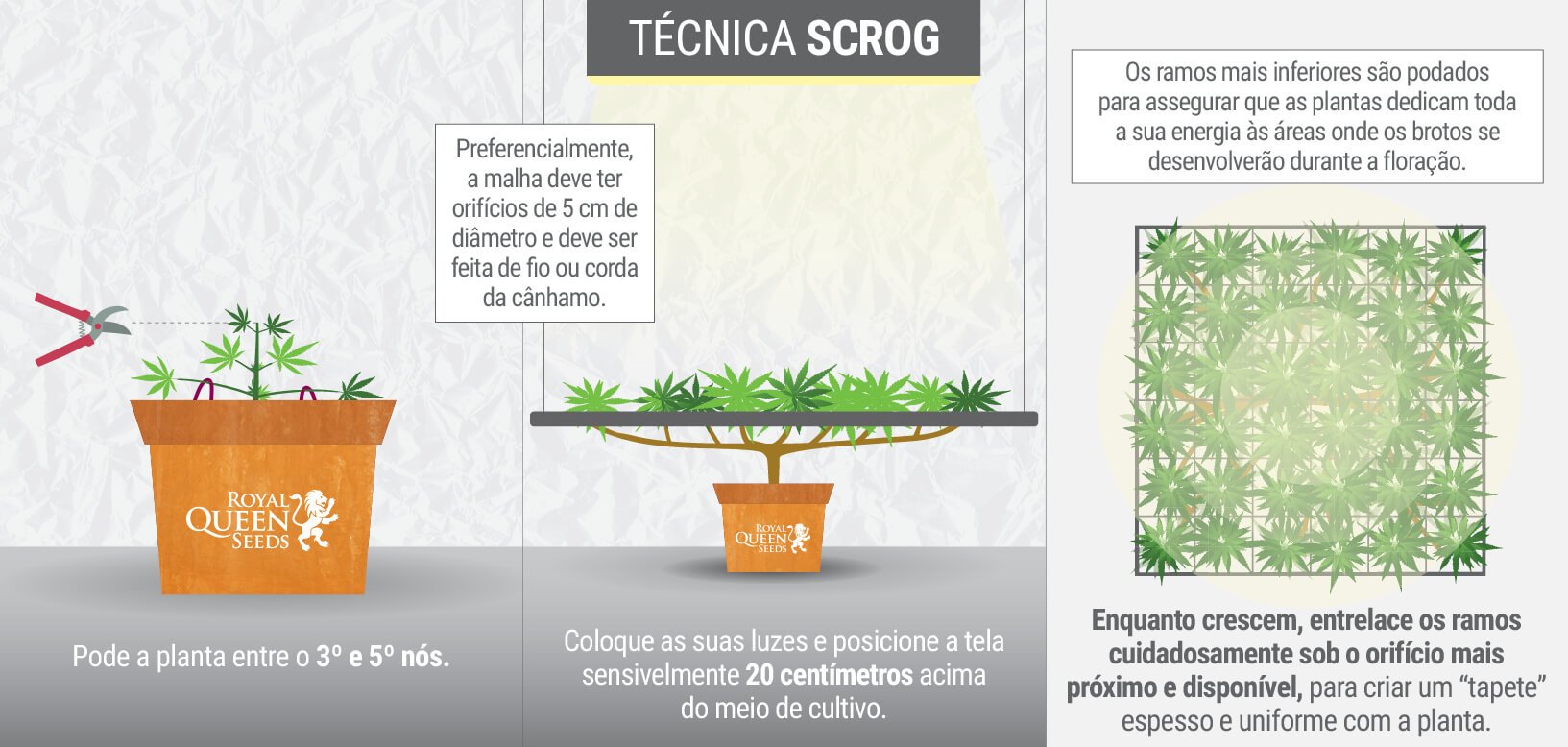 O QUE É A TÉCNICA SCROG? O QUE É A TÉCNICA SCROG?