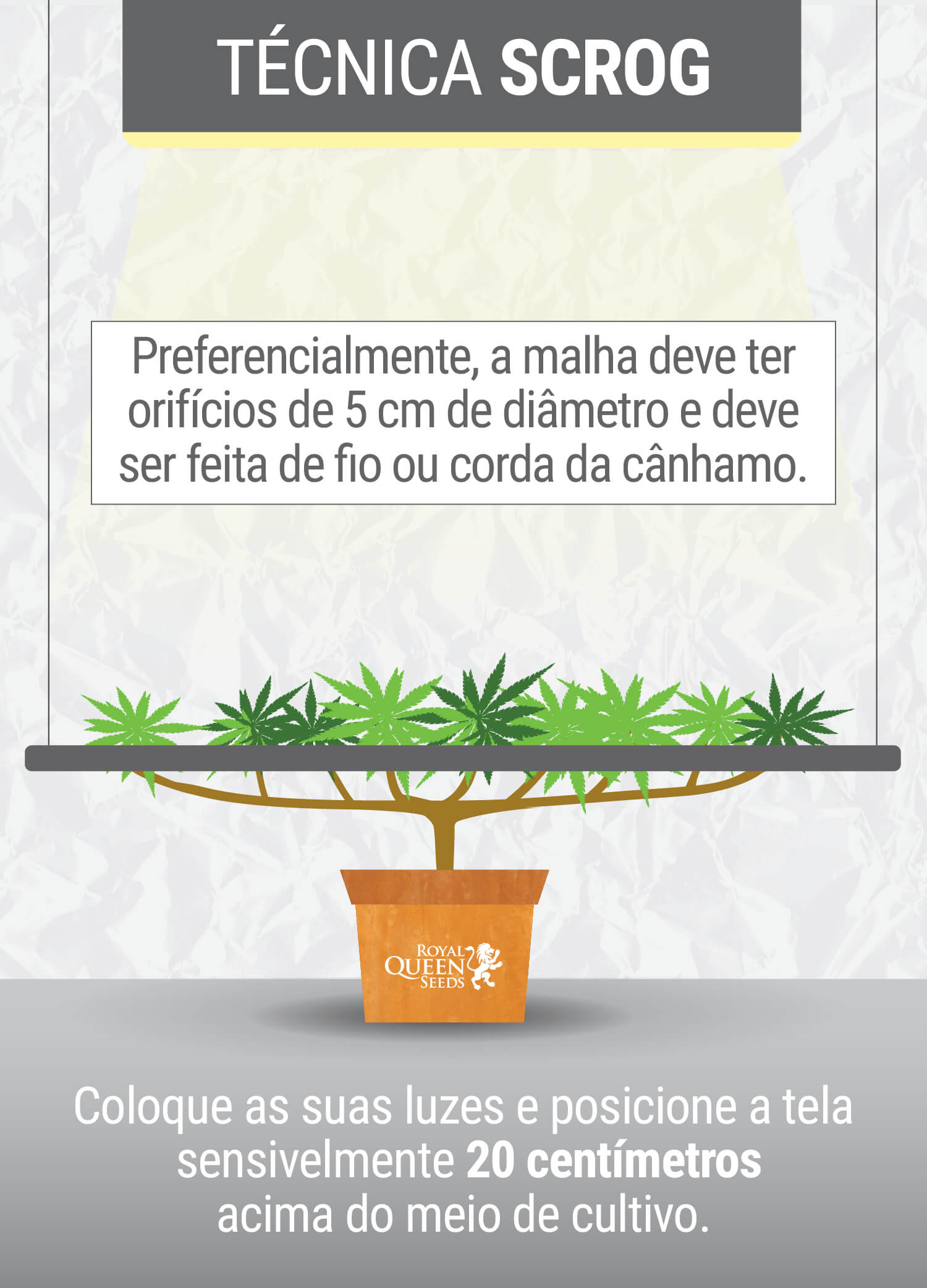 O QUE É A TÉCNICA SCROG? O QUE É A TÉCNICA SCROG?