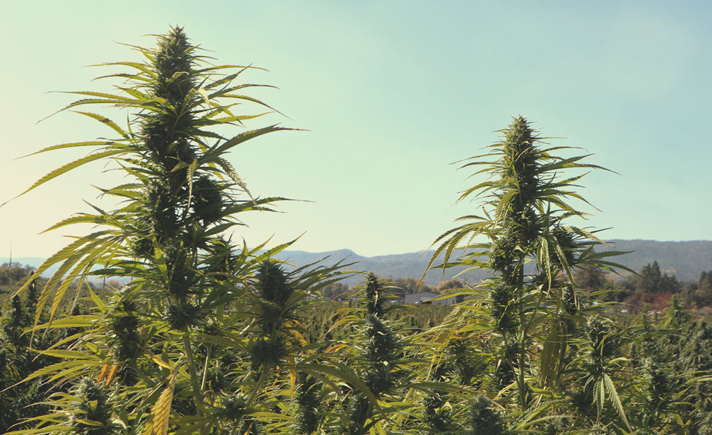 Thai Cannabis Genetics: History and Origins Thai Cannabis Genetics: History and Origins