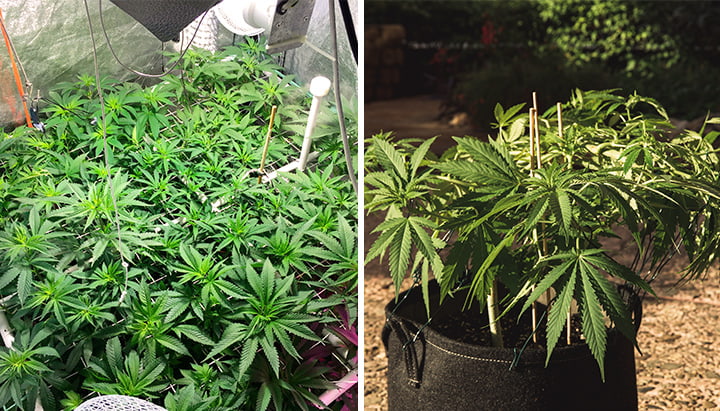Cannabis training techniques Cannabis training techniques
