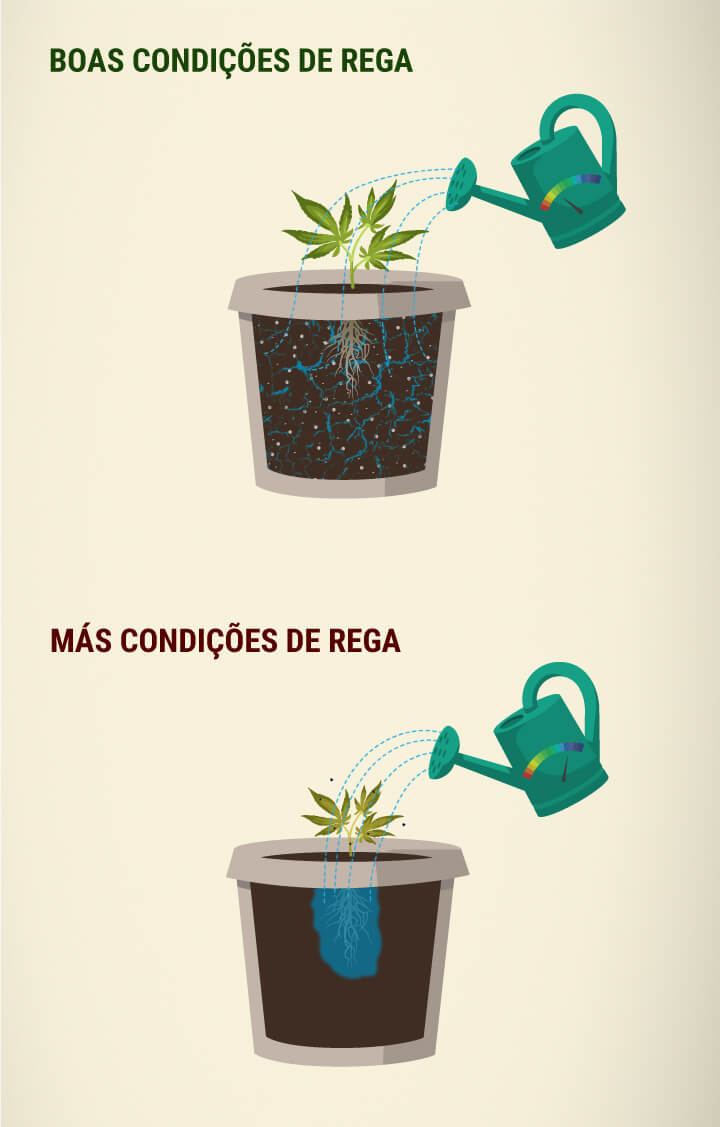 How Much Should You Water Cannabis? How Much Should You Water Cannabis?